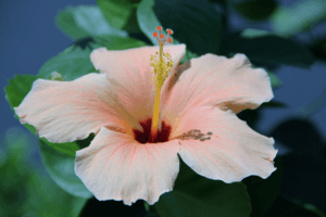 landscape management west palm beach